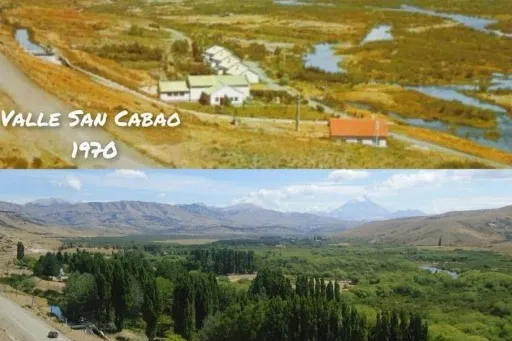 Avance del sauce exótico sobre el río Chimehuín