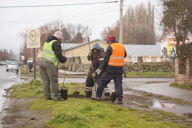 Arbolado urbano - Junín de los Andes