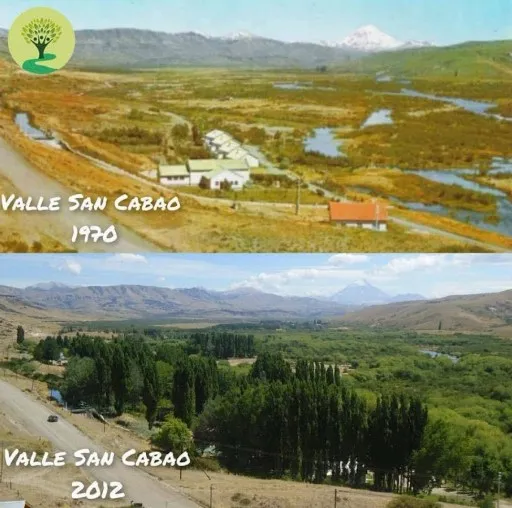 Avance del sauce exótico sobre el río Chimehuín